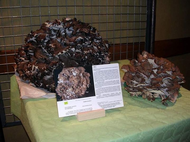 Expo champignons a St Leger 28